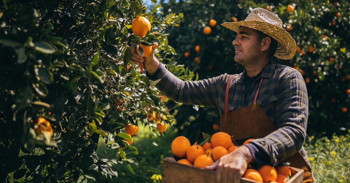 Man Picking Oranges